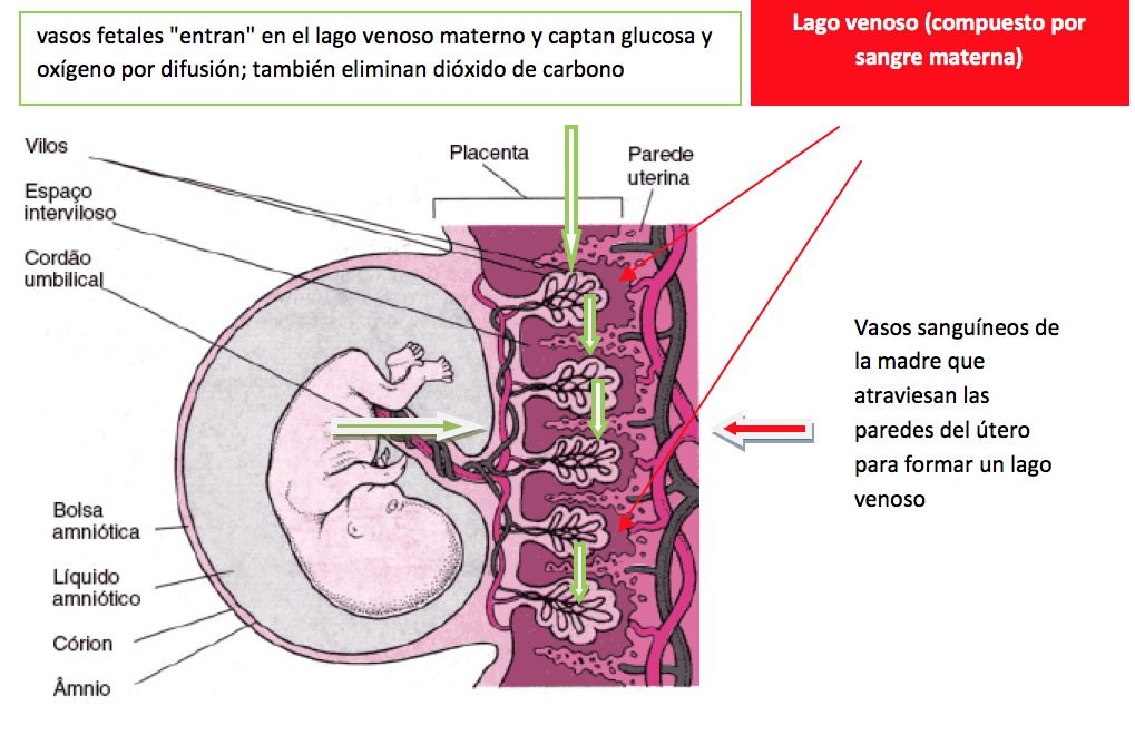 funcionamiento-placenta