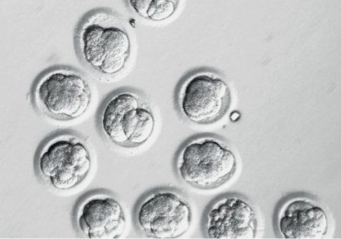 cultivos embriones